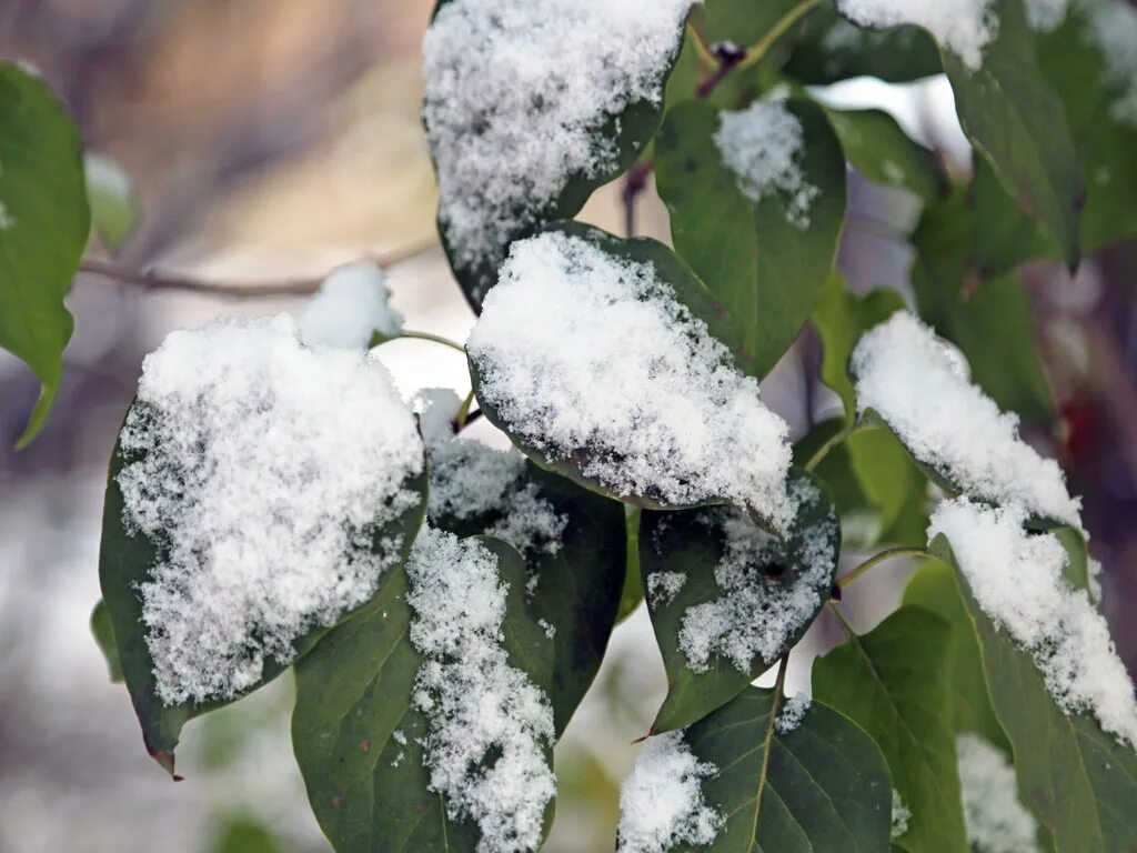 The village of Moscow is blessed. The first snow that wanted to melt faster, and