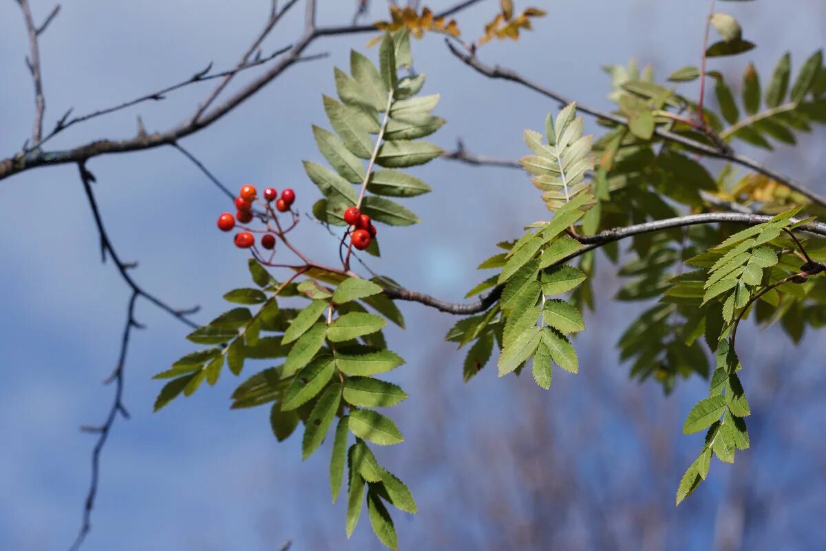 кисть рябины. осенняя ветка рябины. рябина обыкновенная многоствольная. ветвь рябины. ветвь рябины.