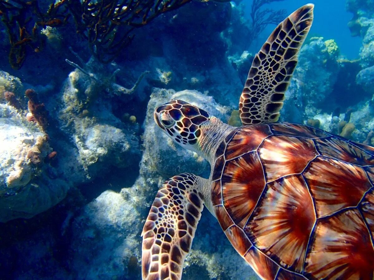 Скорость морской черепахи. Морская черепаха бисса. Черепаха бисса (Каретта). Морская черепаха бисса панцирь. Морскоячерепаха.