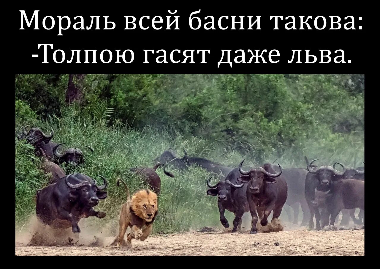 Продолжите фразу льва. Басни такова толпою гасят даже льва. толпой гасят даже льва. мораль сей басни такова толпою гасят даже льва. мораль всей басни такова толпою гасят.