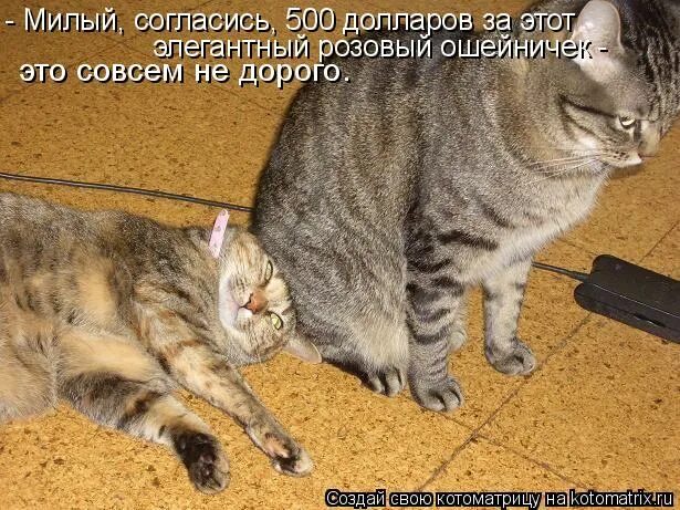 Котик спрашивает. Добрые рисунки с животными. Обнимашки надпись. Кися моя любимая. Котик и фужерчики.