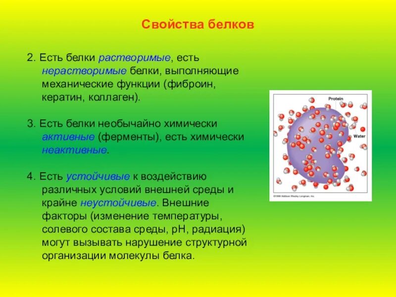 Роль функции белка в организме. Выбери белки выполняющие механическую функция. Примеры защитных белков. Выбери белки выполняющие механическую функция. Свойства белков.
