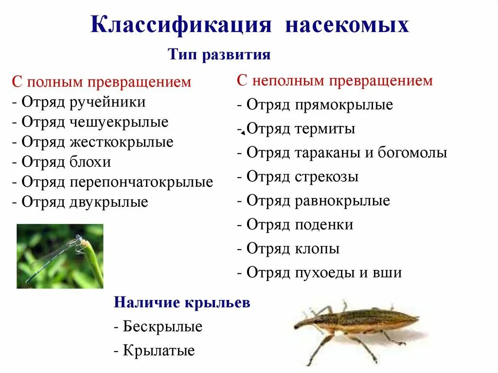 Типы развития насекомых отряды насекомых. Класс насекомые систематика. Типы развития насекомых таблица. Отряды с неполным превращением таблица. Виды насекомые список