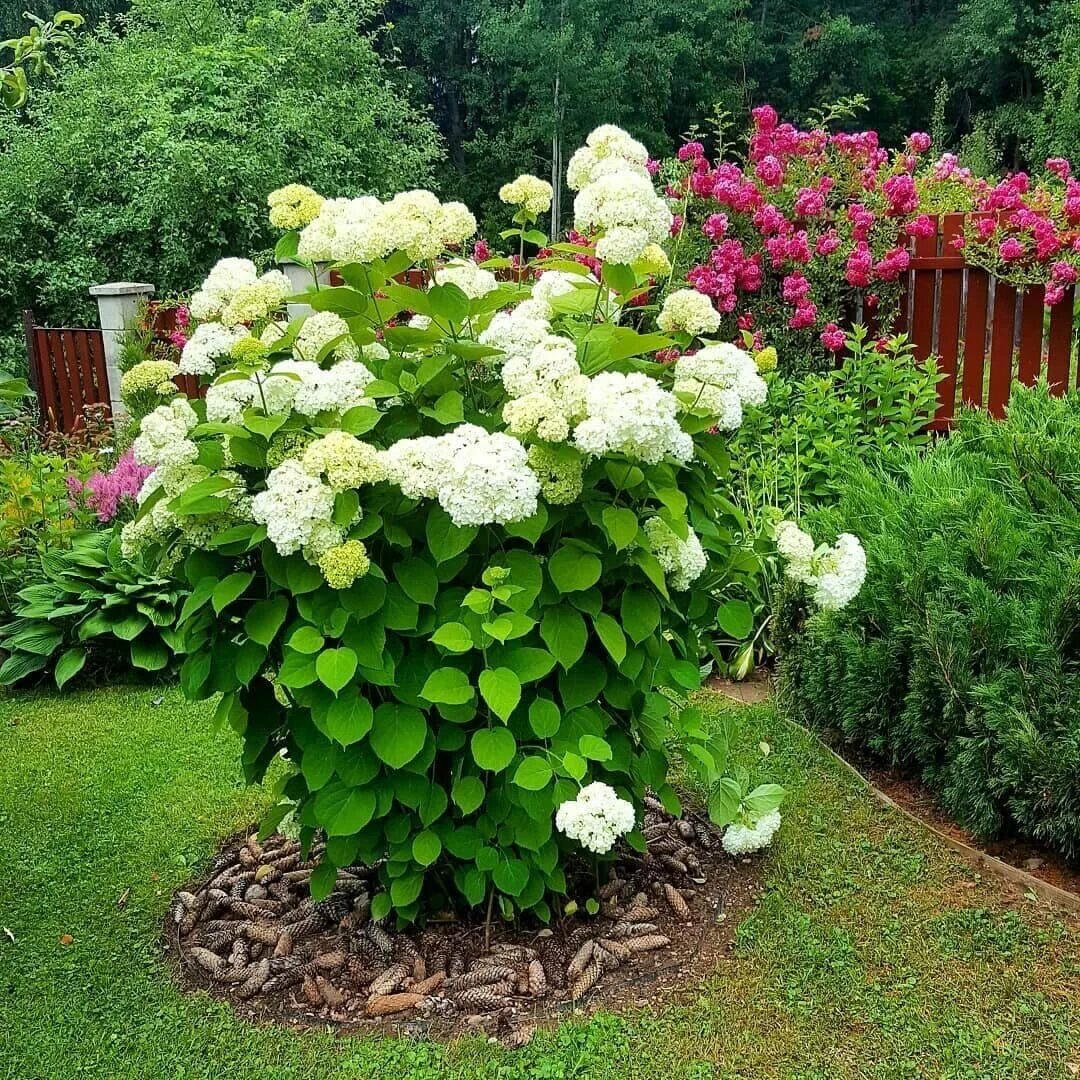 Три куста. Макеты деревьев и кустарников. Три куста. Куст 3d модель. Кусты для макета.