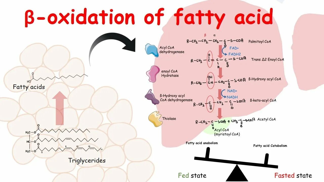 Beta sobaegjag i dallajyeossda. Catabolism fatty acid beta oxidation. beta oxidation of fatty acids. oxidation of unsaturated fatty acids. oxidation process.