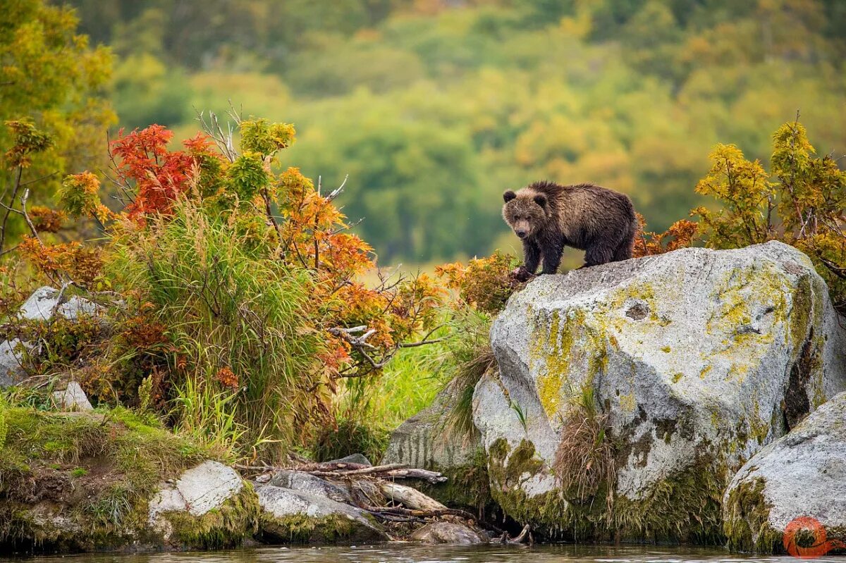 дикая природа россии фотовыставка. медведица с медвежатами. фотовыставка дикой природы. дикая природа россии. фотовыставка дикой природы.