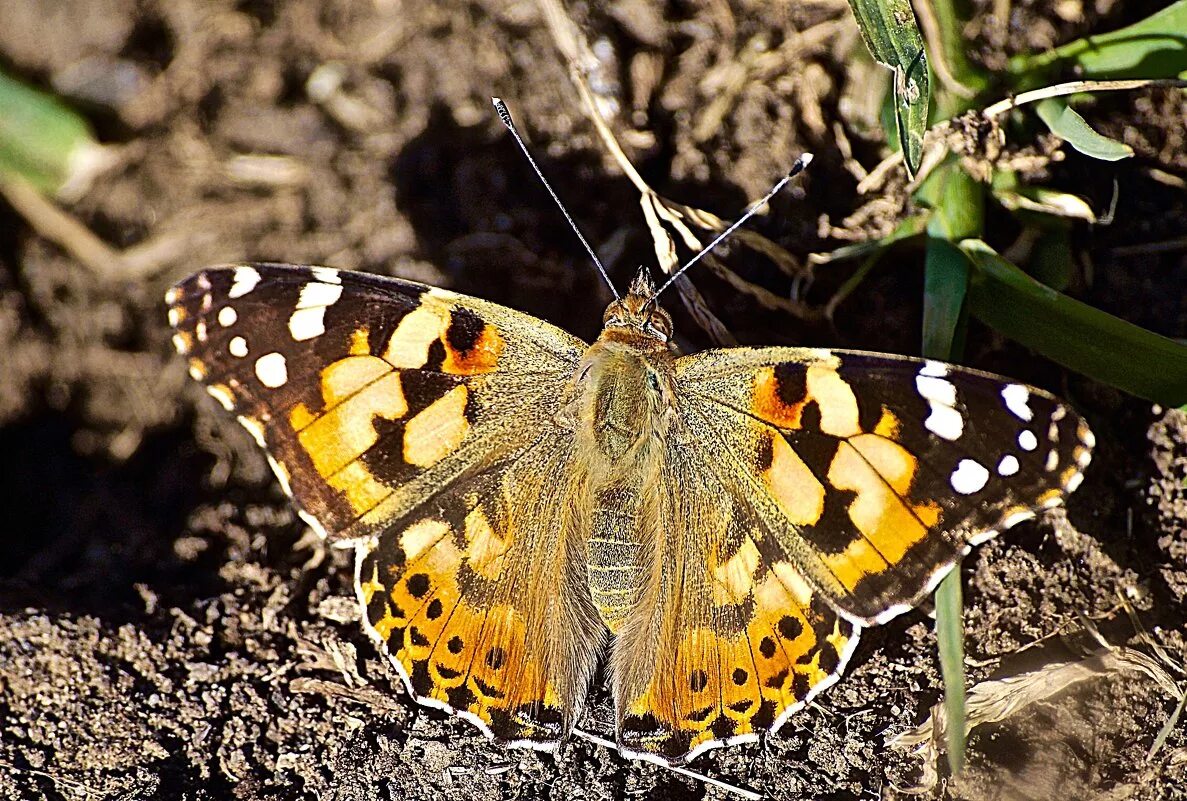 Eryphanis polyxena. бабочка углокрыльница. бабочки воронеж. бабочка araschnia levana. бабочки воронеж.