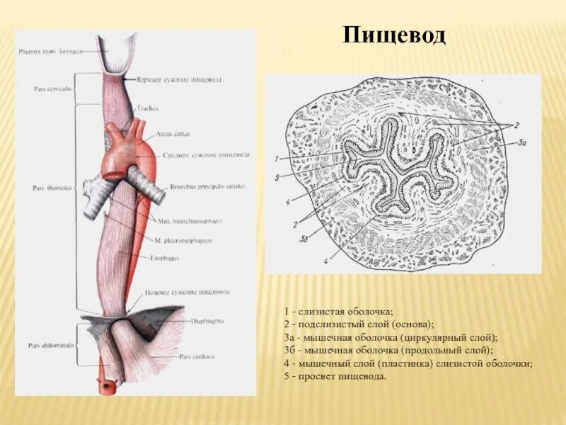 Строение пищевода рисунок. Строение оболочек стенки пищевода. Мышечная оболочка пищевода 2 слоя. Слои стенки пищевода анатомия. Поперечный срез пищевода схема.