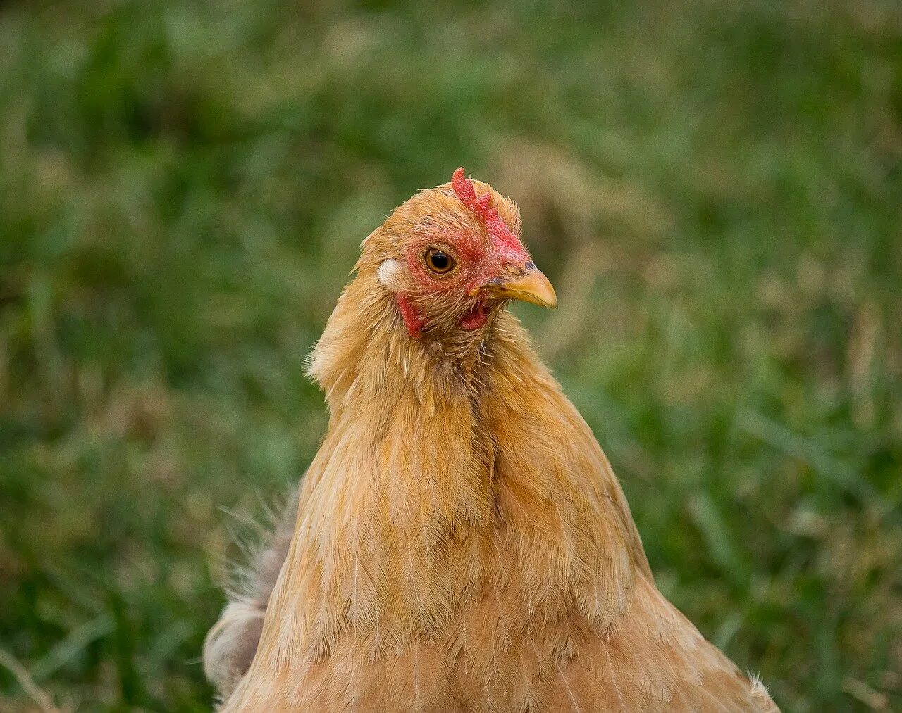 Покажи картинки кура. Hen Chicken разница. Домашняя птица. Лесная курица. Курица с челкой.