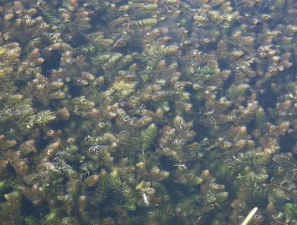 Виды пресноводных водорослей