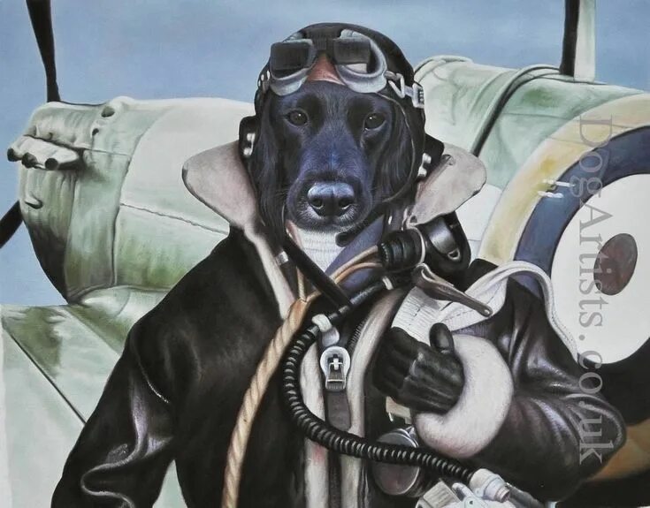 Собака летчик. Животные летчики. Кот в шлеме летчика. Смешной летчик. Собака пилот.