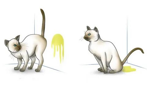 Зачем коты метят территорию