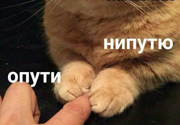 Пути непутю. Пути непутю. Опути непутю. Непутю кот. Непутю мем.