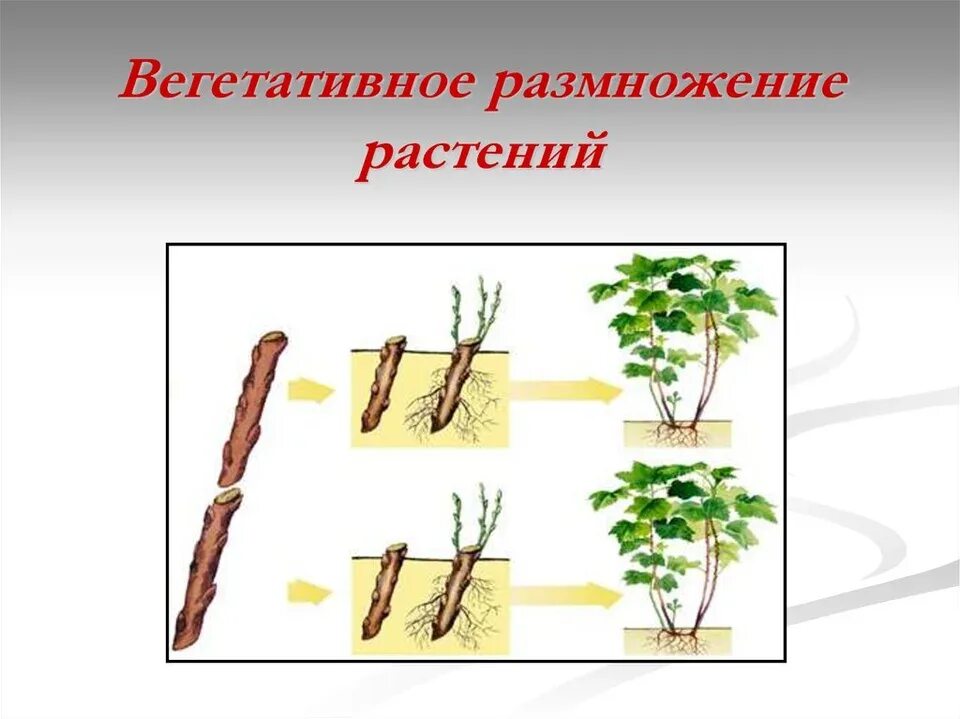 Бесполое размножение происходит с помощью черенков. Вегетативное размножение растений. стеблевые черенки вегетативное размножение. бесполое размножение корневыми черенками. черенкование бесполое размножение.