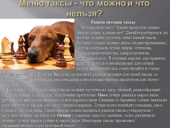 Можно ли кормить таксу