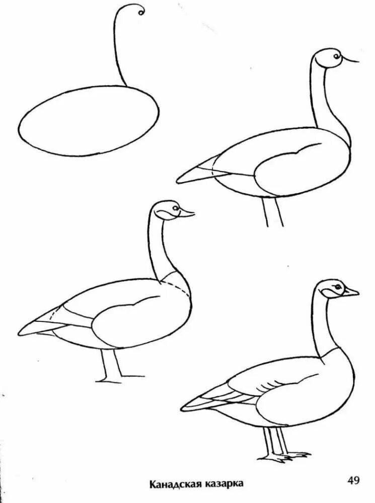 Утки для начинающих. Поэтапное рисование птиц. Поэтапное рисование уточки. Рисунок утки карандашом для детей. Нарисовать гуся поэтапно.