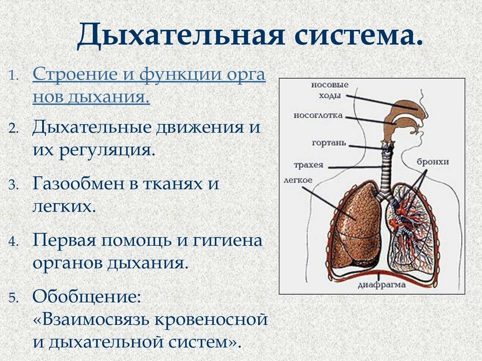 Органы выполняющие дыхательную функцию. Органы системы дыхания и их функции. Система дыхания строение и функции. Система органов дыхания строение и функции органов дыхания. Строение органов дыхания человека и их функции.