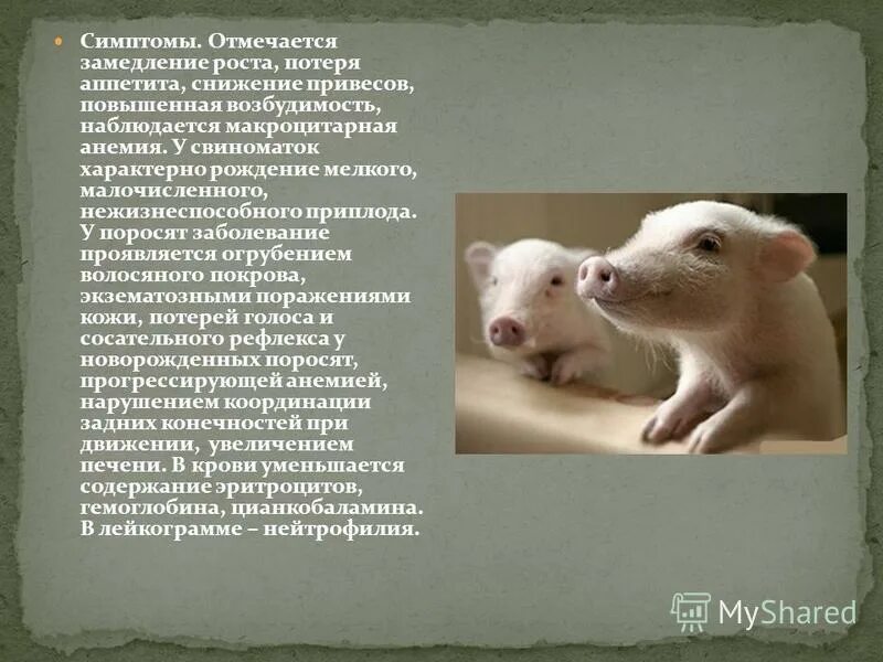 Генетические аномалии свиней. Алиментарная анемия поросят. Алиментарная анемия поросят ветеринария. Эпизоотический энцефаломиелит свиней. Алиментарная анемия поросят.