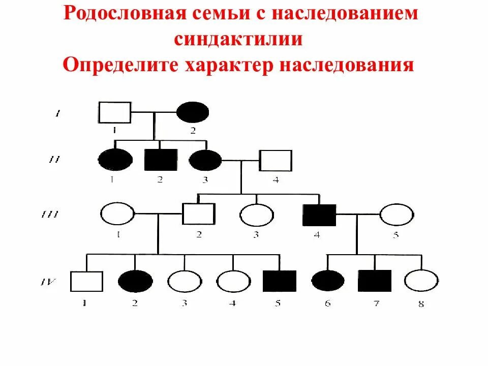 Составление родословной. Схема составления родословной. Родословная семьи. Составление родословной семьи схема. Древо семьи биология генетика