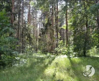 Лесной чувашская республика