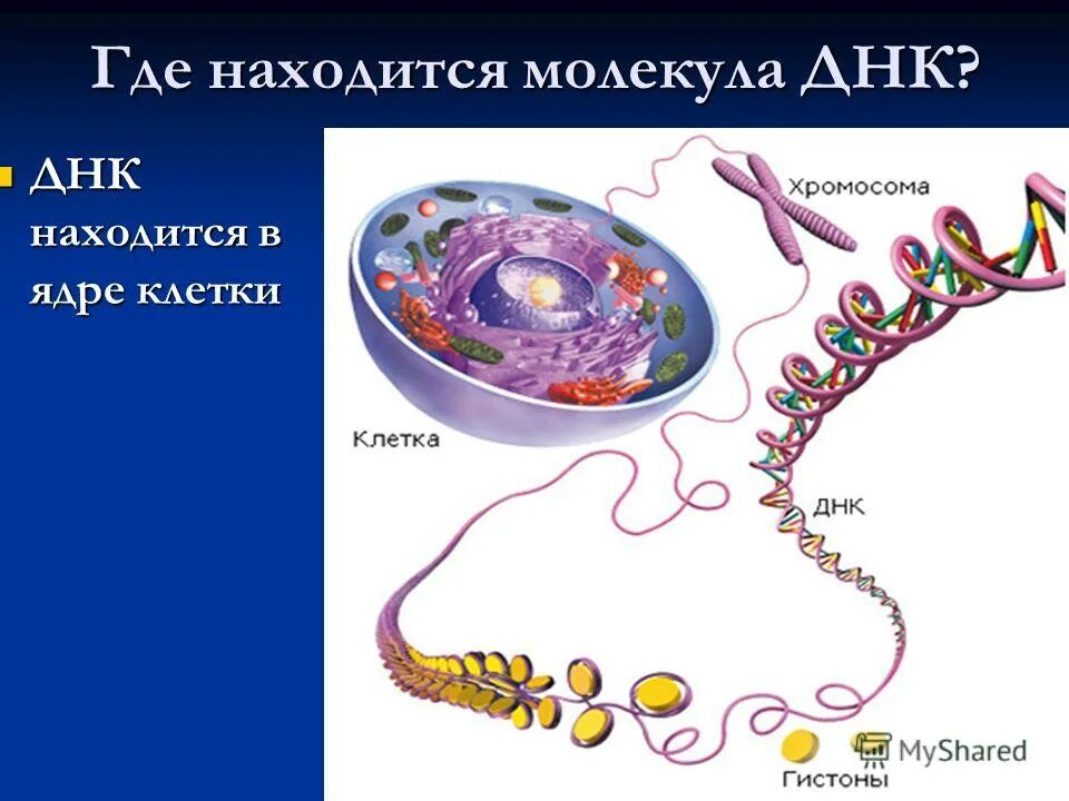 Днк где находится в теле