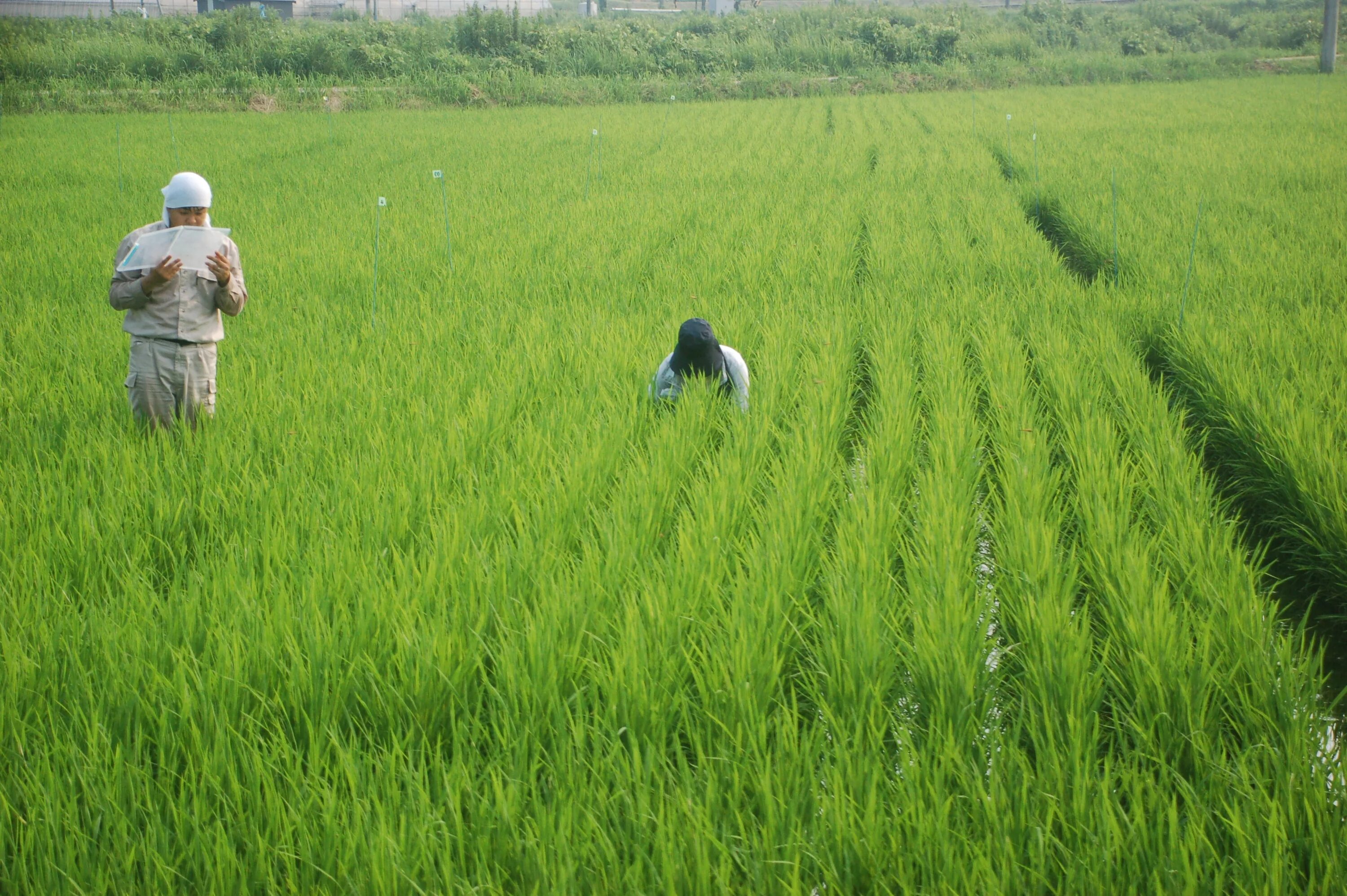 They rice in the fields. Rice field. rice fields japan. creeoy rice field. creepy rice field.