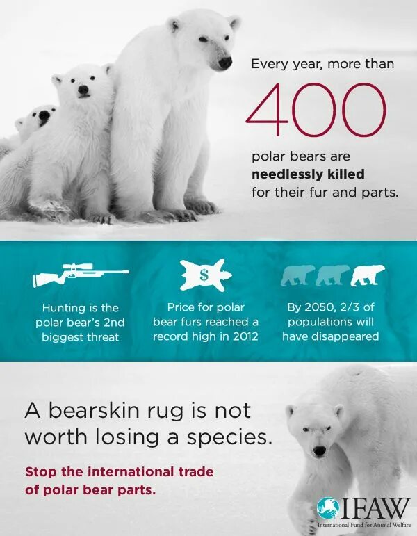 For their fur. International Polar Bear Day. Polar Bears International логотип. Polar Bears are endangered. Save Polar Bears.