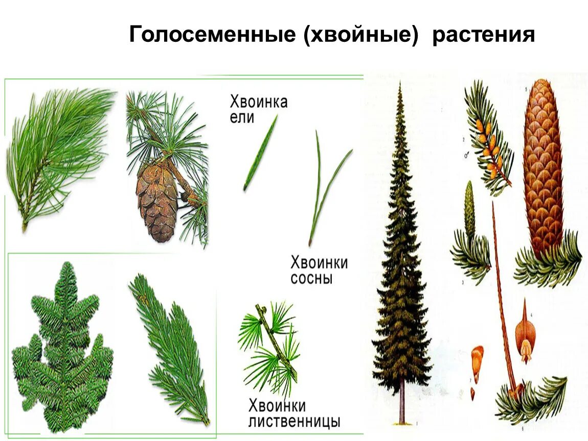 Голосеменные:ель сосна, лиственница. Пихта голосеменное растение. Голосеменные ель. Отдел Голосеменные хвойные.