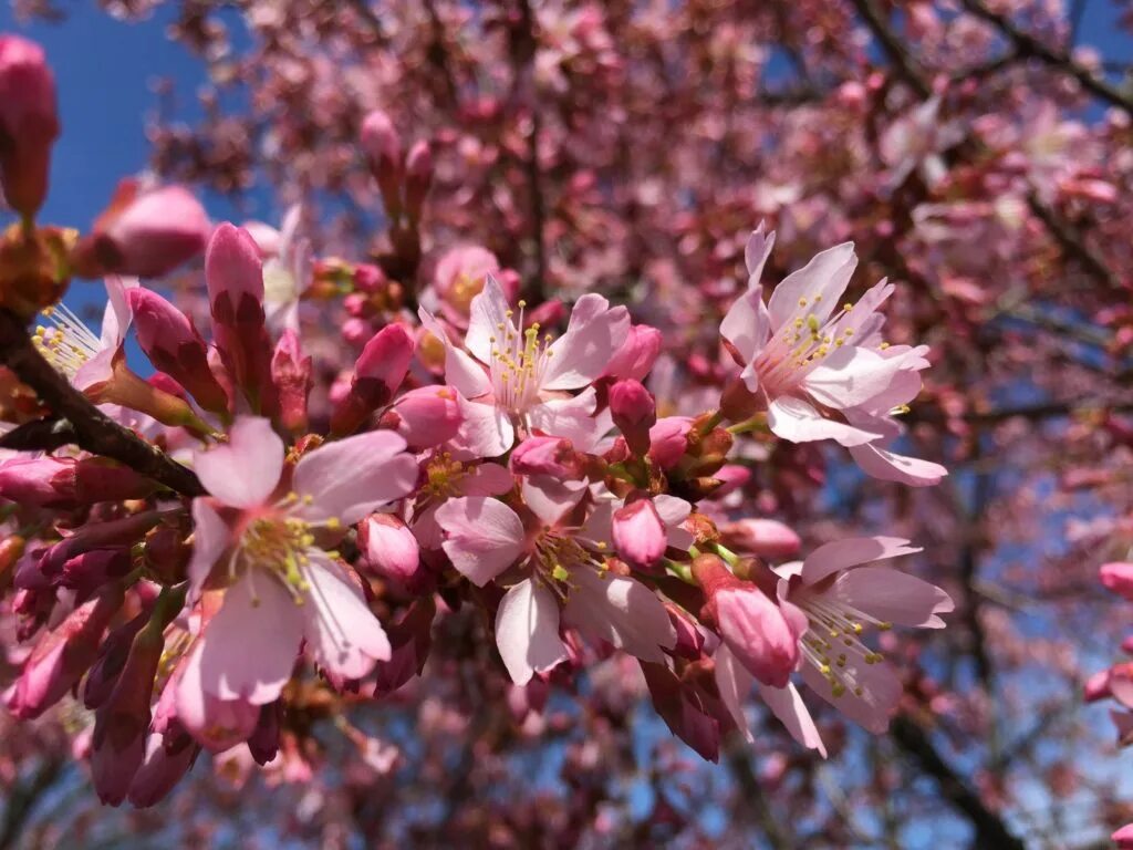 Prunus перевод. Прунус блоссом. Prunus 'Okame' pa. Прунус ov.