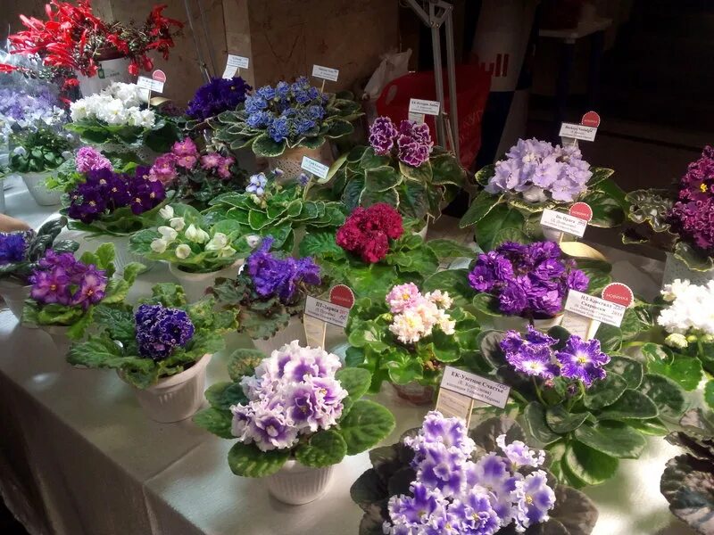 ярмарка у тц омский. питомник фиалок. выставка цветов в дк железнодорожников краснодар 2022. выставка цветов краснодар декабрь. выставка цветов краснодар декабрь.