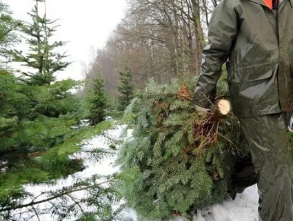 В каком лесничестве можно срубить елку
