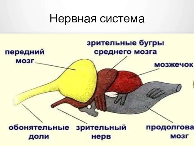 Особенности мозга пресмыкающихся. Схема строения нервной системы пресмыкающихся. Нервная система рептилии 7 класс биология. Нервная система пресмыкающихся рептилий. Нервная система рептилий 7 класс.