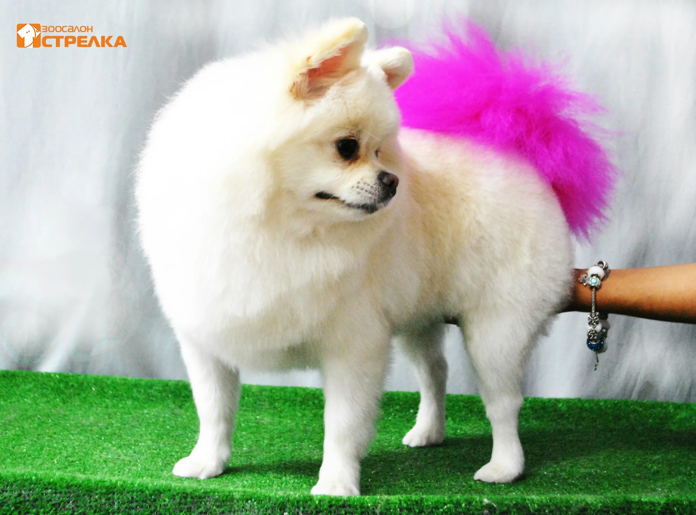 Парикмахерская для животных ковров. Зоосалон апрелевка. Зоосалон мон папиньон. Монпапиллон люберцы зоосалон. Милана зоосалон апрелевка.