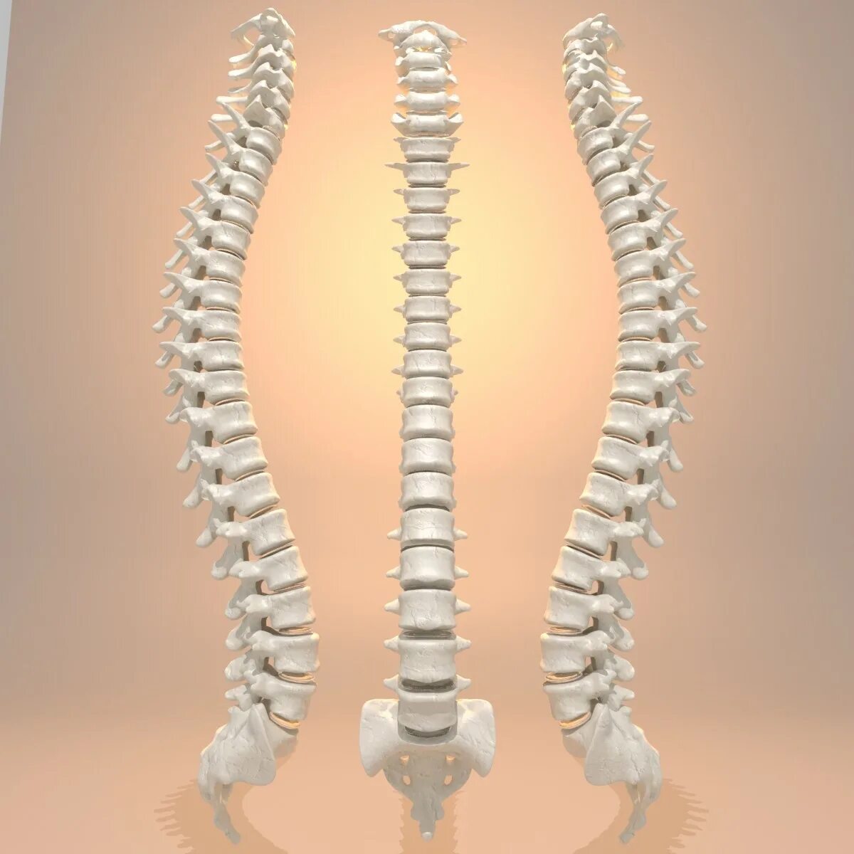 Spine дата выхода. Spine 3. spine 3d model. human spine. spine comfort.