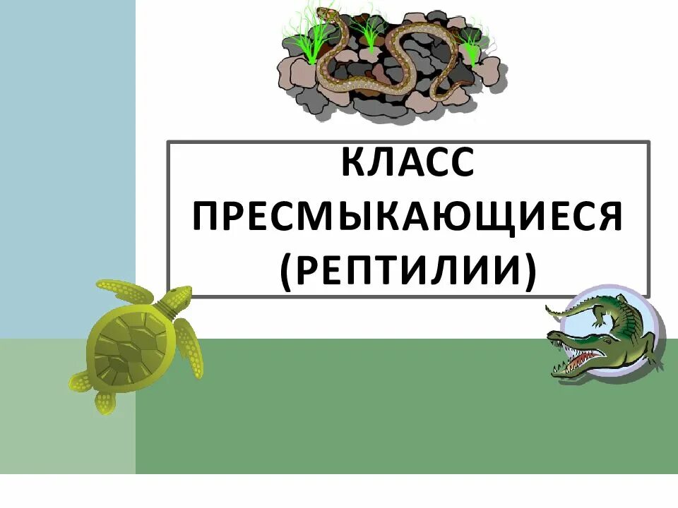 Тест по биологии 7 класс рептилии. Класс пресмыкающиеся. Класс пресмыкающиеся 7 класс. Контрольная работа по теме класс пресмыкающиеся. Класс пресмыкающиеся рептилии 7 класс тест.