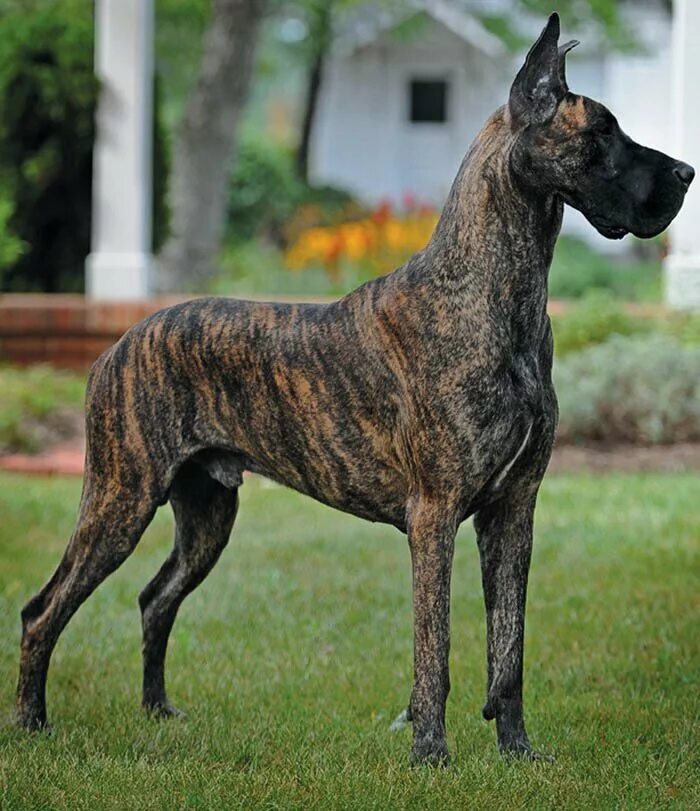Топ 10 самых красивых собак в мире. Порода great dane. собаки датский дог. королевский немецкий дог. ульмский дог.