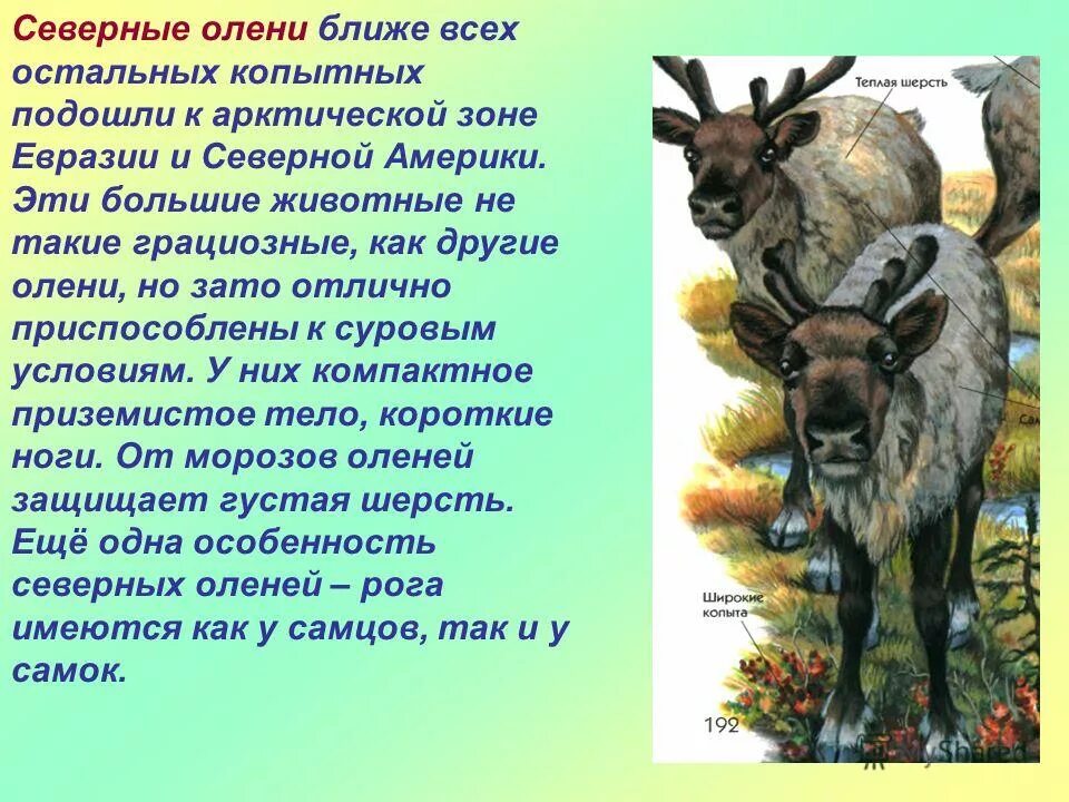 Особенности северного оленя. Информация про оленя. Рассказ о олене. Доклад про оленя. Доклад о олене.