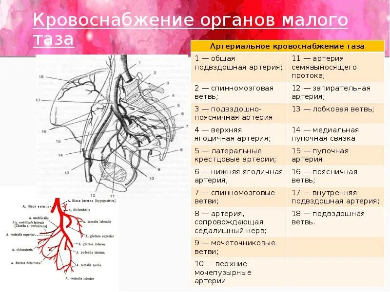 Ветви внутренней подвздошной артерии схема. Кровоснабжение матки схема. Подвздошная артерия анатомия. Схема артерий малого таза. Воспаление внутренней оболочки вены латынь