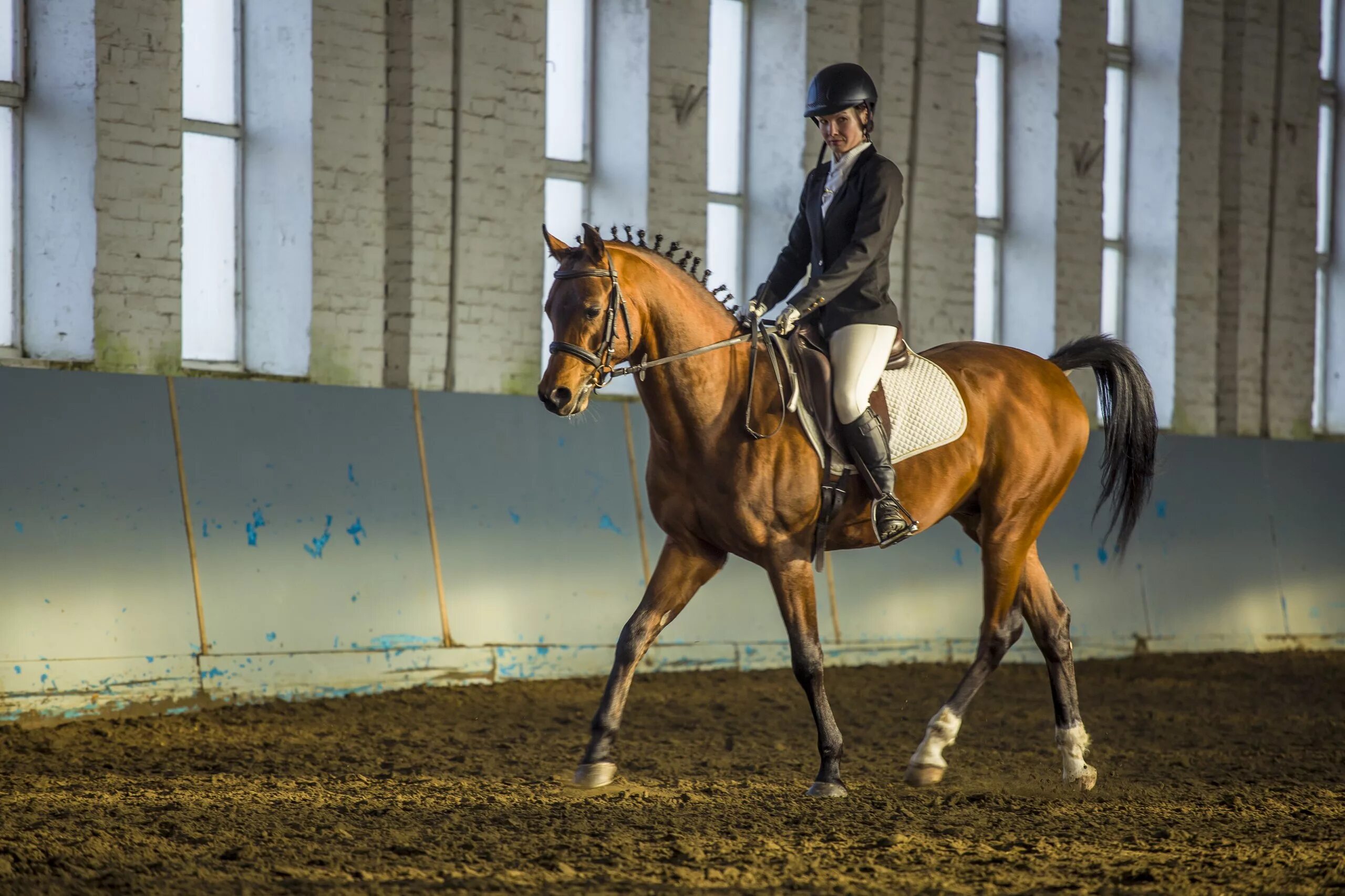 Horse moscow. Центральный Московский ипподром конюшни. Тренировка лошади. Спортивные лошади. Тренинг лошадей.