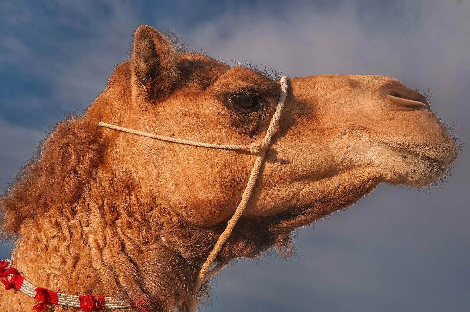 Комар верблюд. Глаза верблюда. Боевой верблюд. Аравийский верблюд. Верблюд плюется.