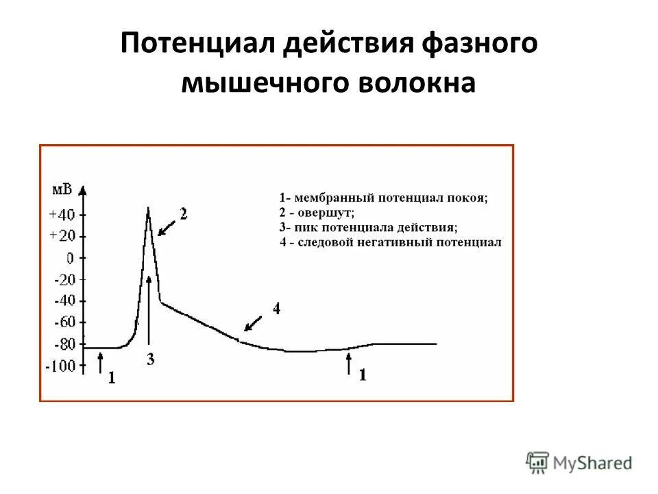 Виды потенциалов действия. Потенциал действия скелетного мышечного волокна. биоэлектрические процессы в мышечном волокне. потенциал действия скелетной мышцы. мембранный потенциал действия скелетной мышцы.
