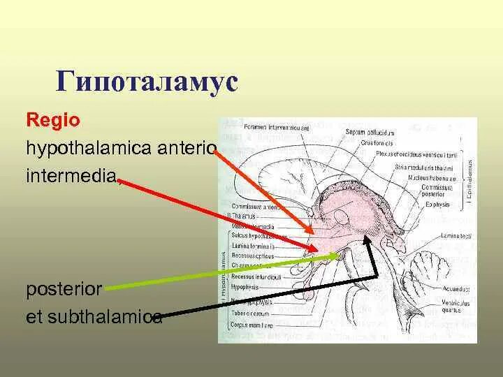 Regio hypothalamica. Regio hypothalamica posterior. Regio subthalamica. Анатомия. Задняя гипоталамическая область (area hypothalamica posterior). Нервная система латынь