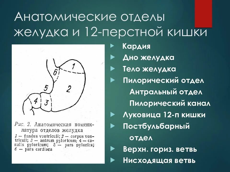 Отделы желудка двенадцатиперстной кишки