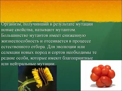 Роль эволюции в селекции