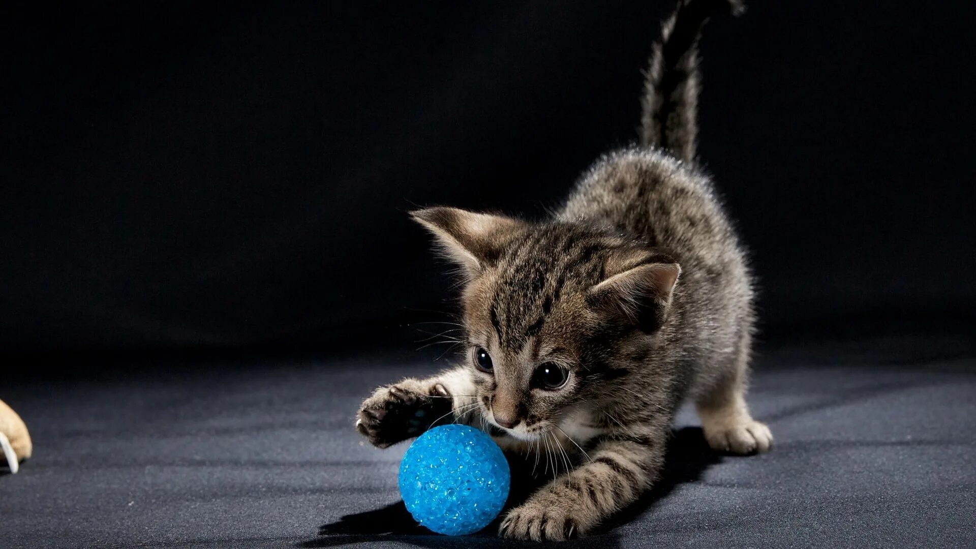 Киса руки. Котенок с мячиком. Мячик для кота. Котенок играет. Котята играются.