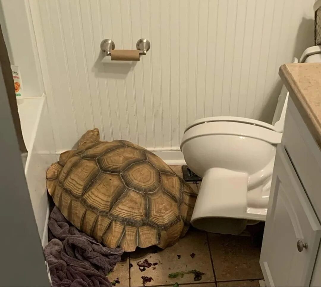 черепахи ходят в туалет. купание черепахи сухопутной. болотная черепаха пол. контрабанда красноухих черепах. черепахи ходят в туалет.