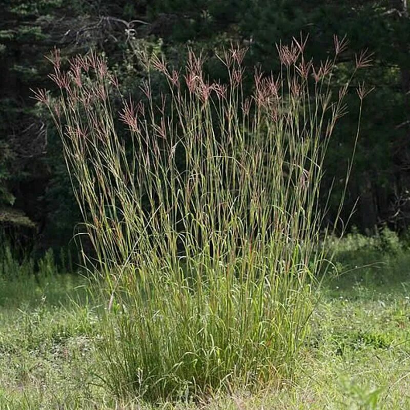 Осока кирпичная prairie fire. Андропогон жерарда. Трава бородач. Andropogon gerardii. Злак схизахириум метельчатый.