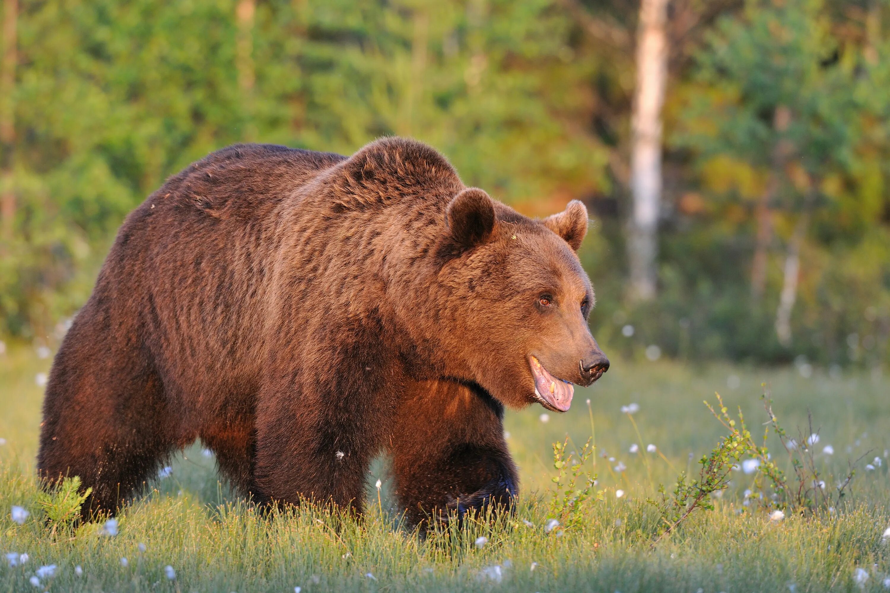 На каких обитают медведи гризли. Сибирский бурый медведь. Бурый медведь Уссурийская Тайга. Европейский бурый медведь. Бурый медведь – Ursus arctos l..