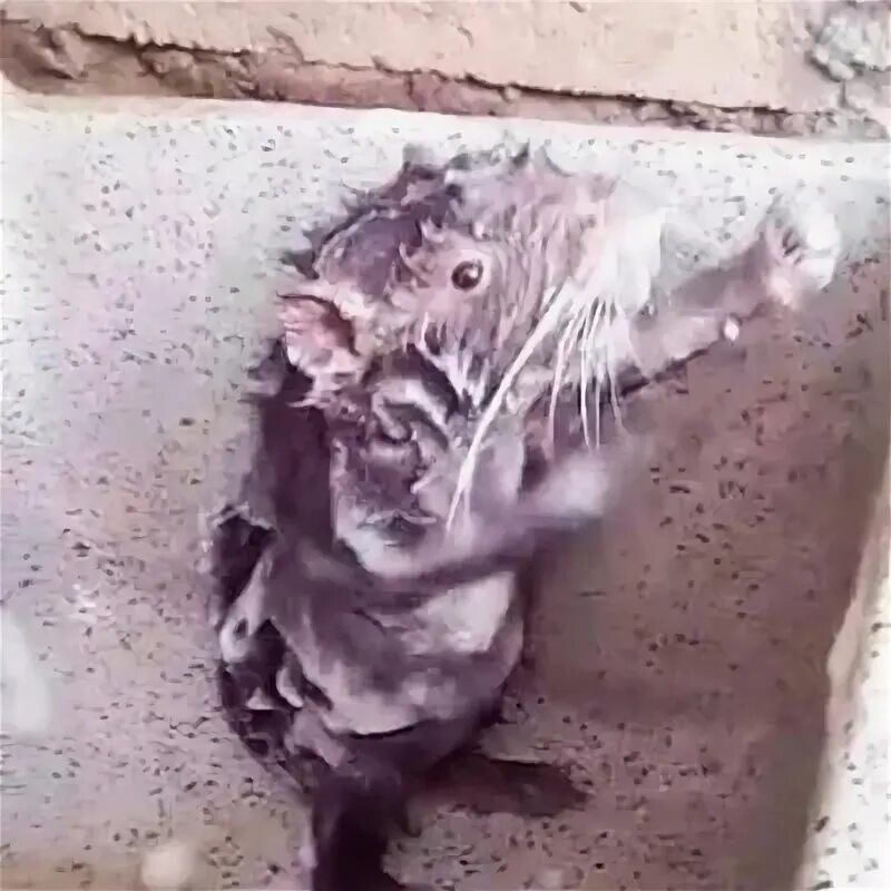 Душить крысу. Душить крысу
