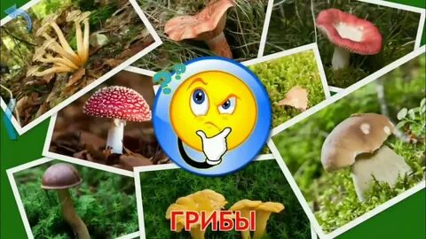 Грибы для детей видео развивающее